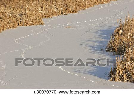 Stock Image - scenic, tracks, pond, frozen, snowcovered, animal. Fotosearch