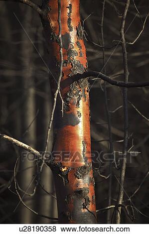 Stock Photo - scenic, tree, fire, forest, trunk, burnt. Fotosearch