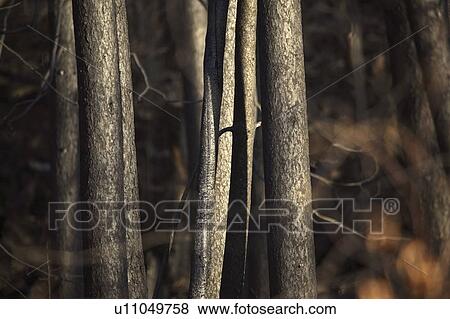 Stock Photo - scenic, tree, fire, forest, trunks, burnt. Fotosearch