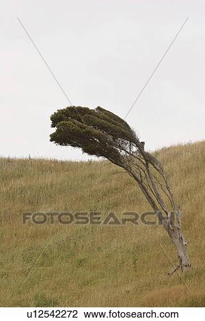 Stock Image - scenic, tree, island, south, hillside, lone. Fotosearch