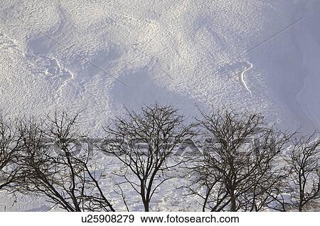 Stock Photo - scenic, trees, hillside, covered, snow, leafless. Fotosearch