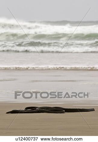 scenic, washed, island, south, ashore, kelp View Large Photo Image Stock Photo - scenic, washed, island, south, ashore, kelp. Fotosearch