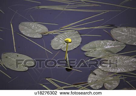 Stock Image - scenic, water, lake, lynx, lily, yellow. Fotosearch