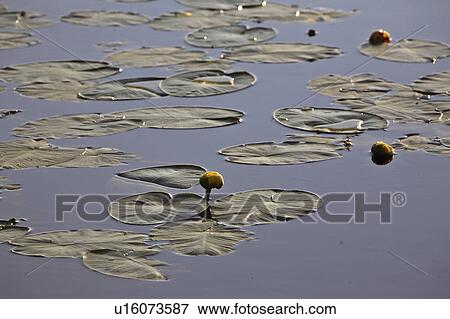 scenic, water, lake, lynx, lily, yellow View Large Photo Image Stock Photo - scenic, water, lake, lynx, lily, yellow. Fotosearch