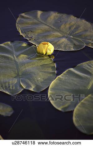 Stock Photo - scenic, water, lake, lynx, lily, yellow. Fotosearch
