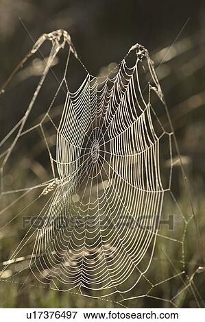scenic, web, sun, morning, lit, spider View Large Photo Image Stock Photo - scenic, web, sun, morning, lit, spider. Fotosearch