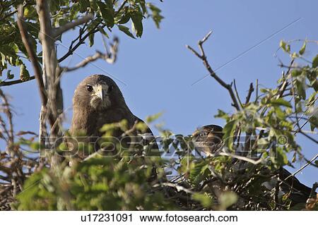 Stock Image - scenic, young, nest, hawks, swainsons, two. Fotosearch