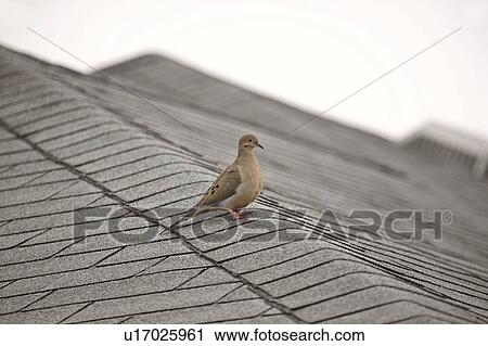 Stock Image - scenic, zenaida, usa, florida, mourning. Fotosearch