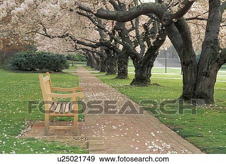 seattle, blossoming, university, trees, cherry, bench View Large Photo Image Stock Photo - seattle, blossoming, university, trees, cherry, bench. Fotosearch
