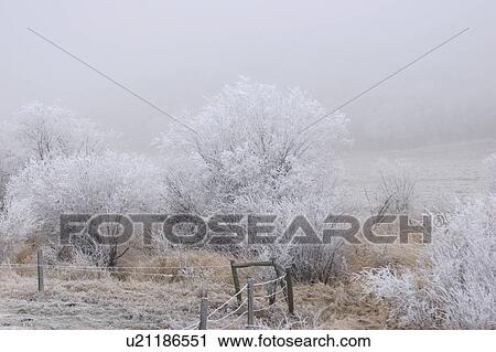 seen, frostcovered, grasses, trees, fence, hoar View Large Photo Image Stock Image - seen, frostcovered, grasses, trees, fence, hoar. Fotosearch
