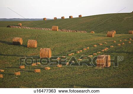 Stock Image - setting, bales, lighting, low, lit, hay. Fotosearch