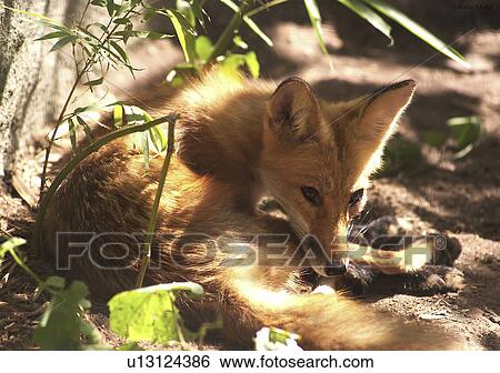 shipp, fox, kelly, alert, staying, red View Large Photo Image Stock Photograph - shipp, fox, kelly, alert, staying, red. Fotosearch