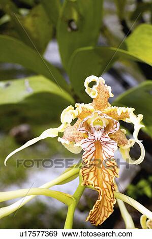 single, spectabile, tropical, holder, orchid, dendrobium View Large Photo Image Stock Photo - single, spectabile, tropical, holder, orchid, dendrobium. Fotosearch
