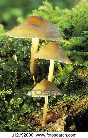 Stock Image - skykomish, plant, northwest, rotting, botany, cascades. Fotosearch
