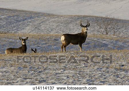 Stock Photo - snowcovered, two, deer, mule, doe, buck. Fotosearch