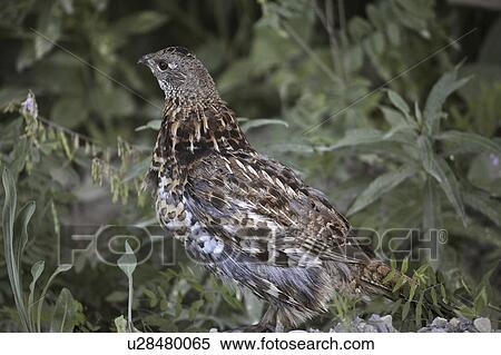 Stock Photography - south, grouse, road, trunk, forestry, ruffed. Fotosearch