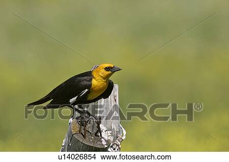 Picture - southern, blackbird, scenic, post, fence, yellowheaded. Fotosearch