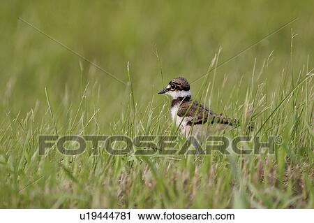 Stock Image - southern, chick, scenic, grass, shorebird, killdeer. Fotosearch