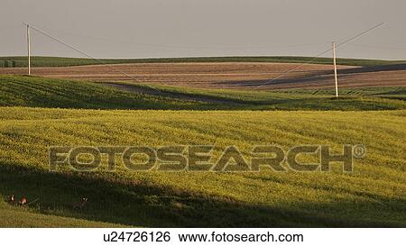 Stock Photograph - southern, deer, scenic, hills, rolling, crops. Fotosearch