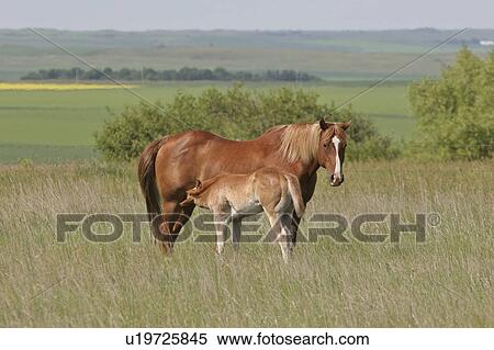 Stock Photography - southern, feeding, scenic, mother, its, colt. Fotosearch