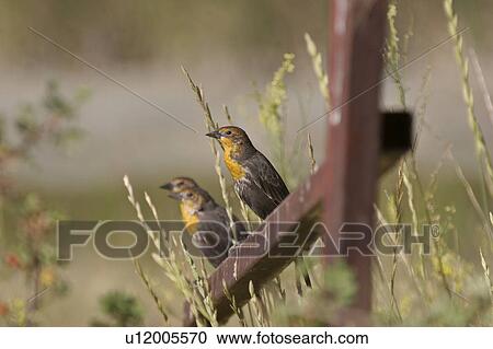 Stock Image - southern, female, scenic, blackbirds, yellowheaded, gathering. Fotosearch