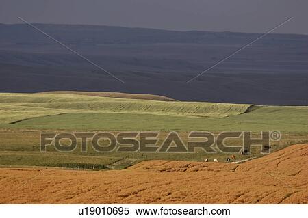 southern, fields, scenic, background, storm, sunlit View Large Photo Image Stock Photography - southern, fields, scenic, background, storm, sunlit. Fotosearch