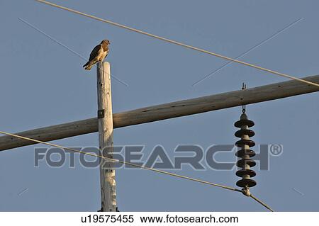 Stock Photography - southern, hawk, scenic, pole, power, swainsons. Fotosearch