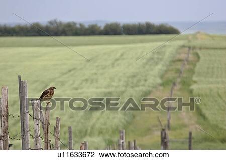 southern, hawk, scenic, post, fence, swainsons View Large Photo Image Stock Image - southern, hawk, scenic, post, fence, swainsons. Fotosearch