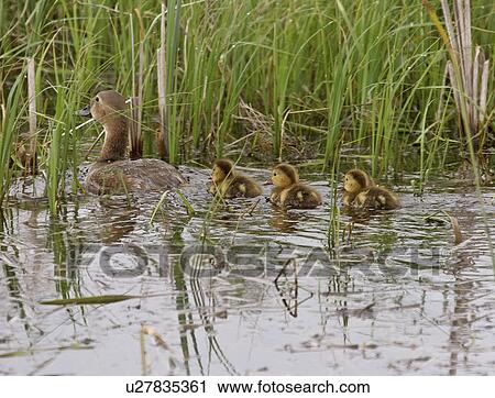 Stock Image - southern, hen, scenic, slough, ducklings, canvassback. Fotosearch