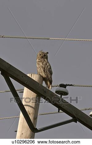southern, horned, scenic, powerpole, owl, great View Large Photo Image Stock Photograph - southern, horned, scenic, powerpole, owl, great. Fotosearch