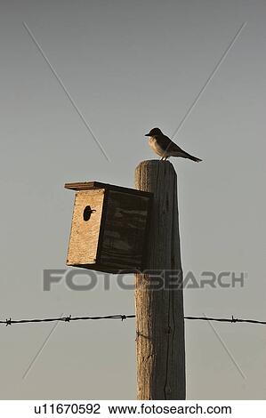 Stock Image - southern, kingbird, scenic, birdhouse, post, eastern. Fotosearch