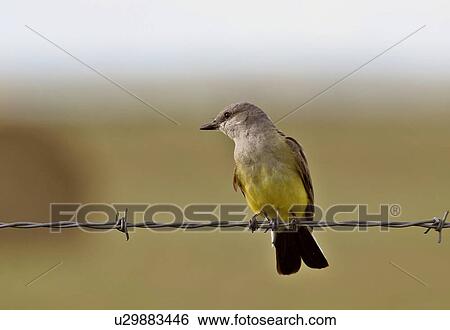 southern, kingbird, scenic, strand, barbedwire, western View Large Photo Image Stock Photograph - southern, kingbird, scenic, strand, barbedwire, western. Fotosearch