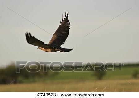 Stock Image - southern, northern, scenic, flight, harrier, female. Fotosearch