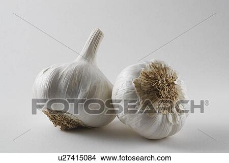 southern, onionlike, sativum, allium, plant, bulb View Large Photo Image Picture - southern, onionlike, sativum, allium, plant, bulb. Fotosearch