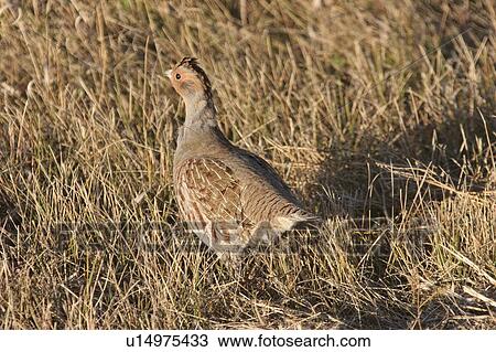 Stock Image - southern, partridge, scenic, grass, tall, gray. Fotosearch