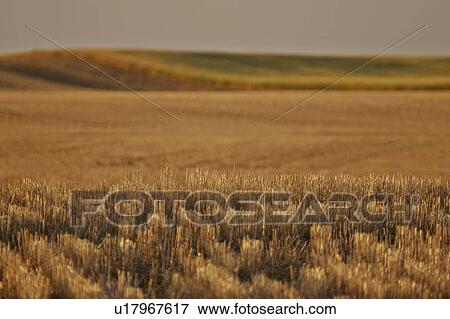 southern, rows, scenic, wheat, ripening, neat View Large Photo Image Stock Photo - southern, rows, scenic, wheat, ripening, neat. Fotosearch