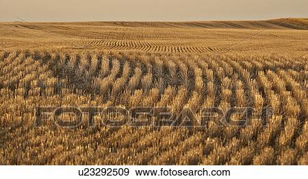 Stock Photo - southern, rows, scenic, wheat, ripening, neat. Fotosearch