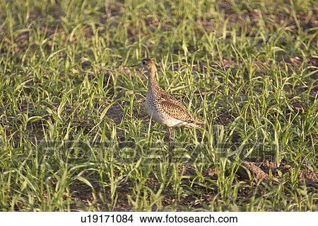 southern, sandpiper, scenic, ground, shorebird, upland View Large Photo Image Picture - southern, sandpiper, scenic, ground, shorebird, upland. Fotosearch