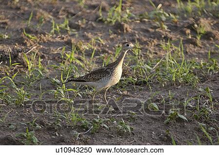 southern, sandpiper, scenic, ground, shorebird, upland View Large Photo Image Stock Image - southern, sandpiper, scenic, ground, shorebird, upland. Fotosearch