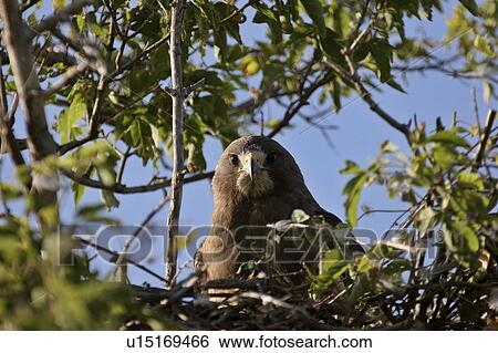 Stock Photograph - southern, swainsons, scenic, nest, hawk, young. Fotosearch