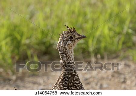 southern, up, scenic, grouse, ruffed, close View Large Photo Image Stock Photo - southern, up, scenic, grouse, ruffed, close. Fotosearch