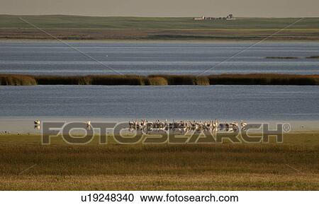 southern, white, scenic, slough, pelicans, american View Large Photo Image Stock Image - southern, white, scenic, slough, pelicans, american. Fotosearch