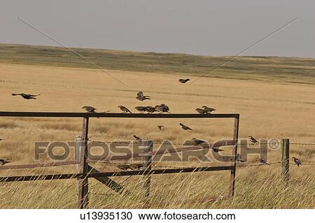 Stock Image - southern, yellowheaded, scenic, railing, blackbirds, gathering. Fotosearch