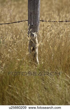 Stock Photo - southwest, ground, scenic, mayronne, squirrel, richardsons. Fotosearch