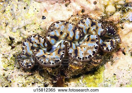 Stock Photography - squamosa, clam, tridacna, underwater, reef, giant. Fotosearch