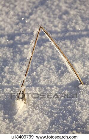 Stock Photo - stalk, frost, plant, covered, ice, hoar. Fotosearch
