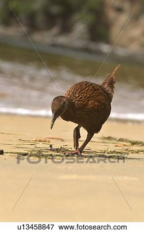 stewart, shore, bay, moon, half, weka View Large Photo Image Stock Photo - stewart, shore, bay, moon, half, weka. Fotosearch