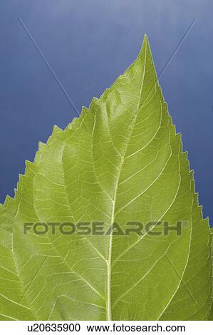 sunflower, leaf, detail, sky, blue, green View Large Photo Image Stock Image - sunflower, leaf, detail, sky, blue, green. Fotosearch