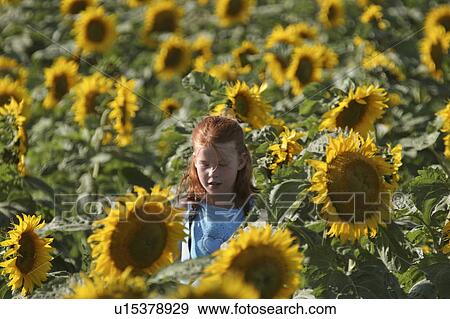 Stock Photo - sunflowers, girl, look, closer, getting, young. Fotosearch