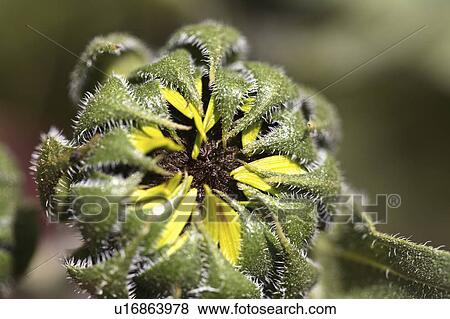 Stock Photo - susan, flower, browneyed, roadside, saskatchewan, blanket. Fotosearch